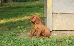 Irish Setter dogs for sale: Frances - Image 6