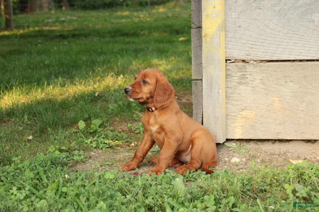 Irish Setter dogs for sale: Frances - Image 6