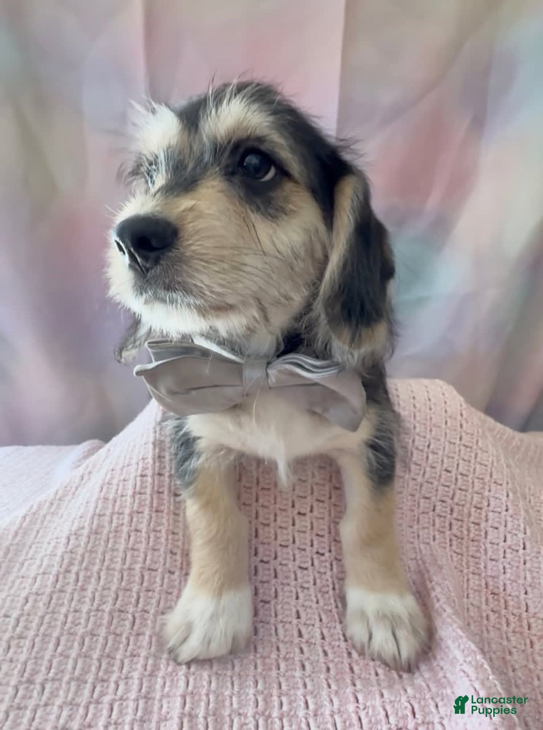 Beagle dogs for sale: Bassetdoodles - Image 2