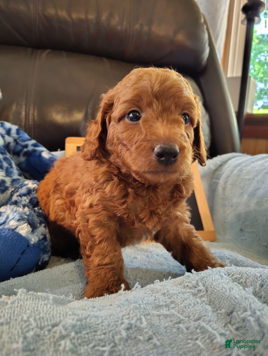 Mini Goldendoodle dogs for sale: Buck - Image 7