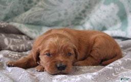 Golden Retriever dogs for sale: Robyn - Image 6