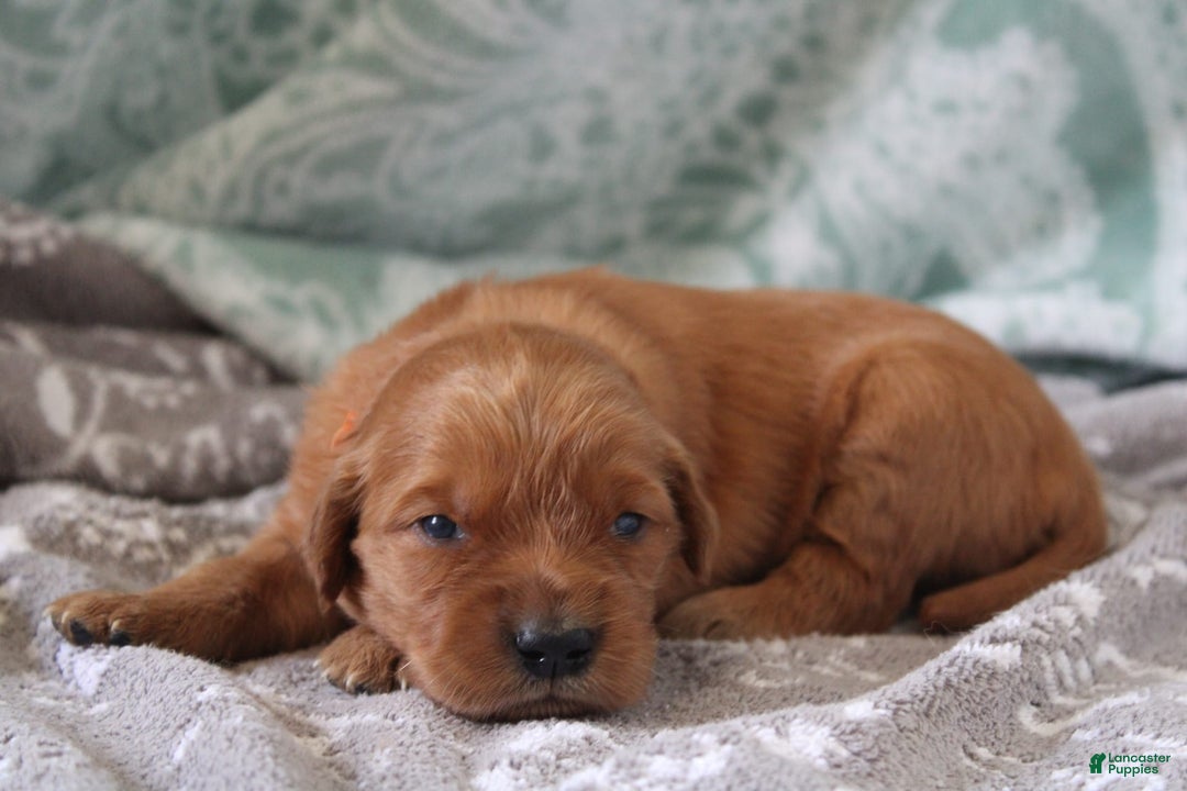 Golden Retriever dogs for sale: Robyn - Image 6