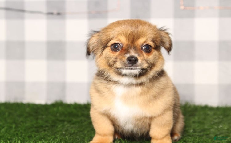 Chihuahua dogs for sale - Ad 3