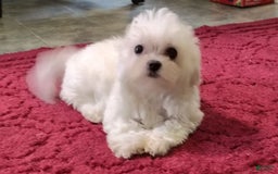 Morkie dogs for sale: Lilly - Image 9