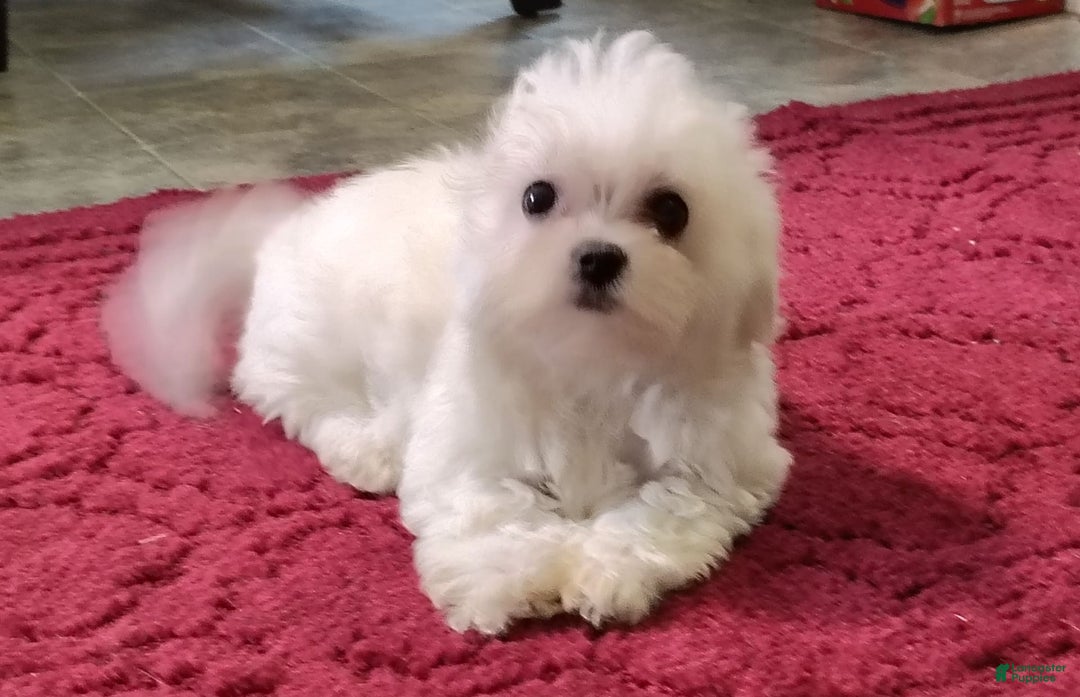 Morkie dogs for sale: Lilly - Image 9