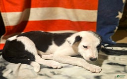 Border Collie dogs for sale: I-dog - Image 2