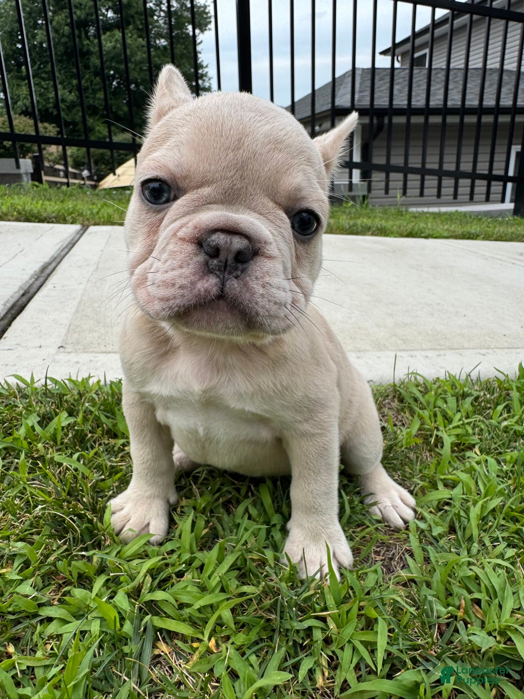 French Bulldog dogs for sale: Ash - Image 4