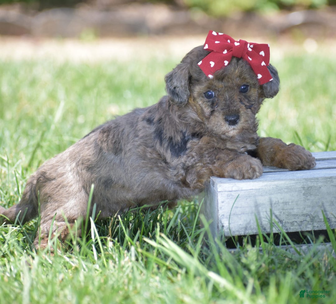 Yorkiepoo dogs for sale: Petunia - Image 2
