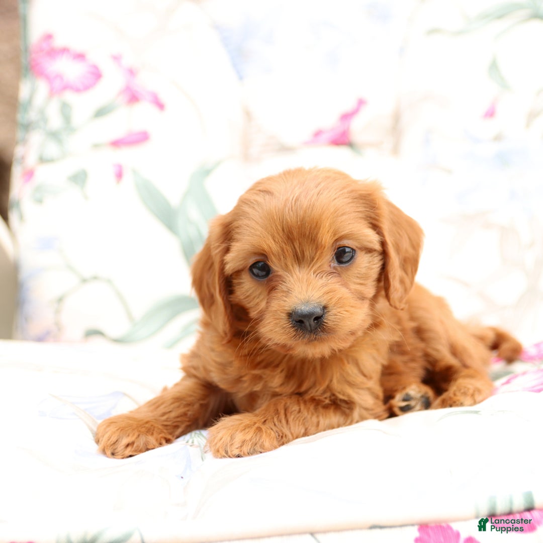 Cavapoo dogs for sale: Sally - Image 3