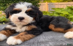 Mini Bernedoodle dogs for sale: 💚 Boston Ma 💚 Mini Bernedoodle - Image 5
