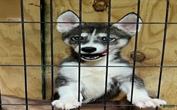 Siberian Husky dogs for sale: Shana - Image 2