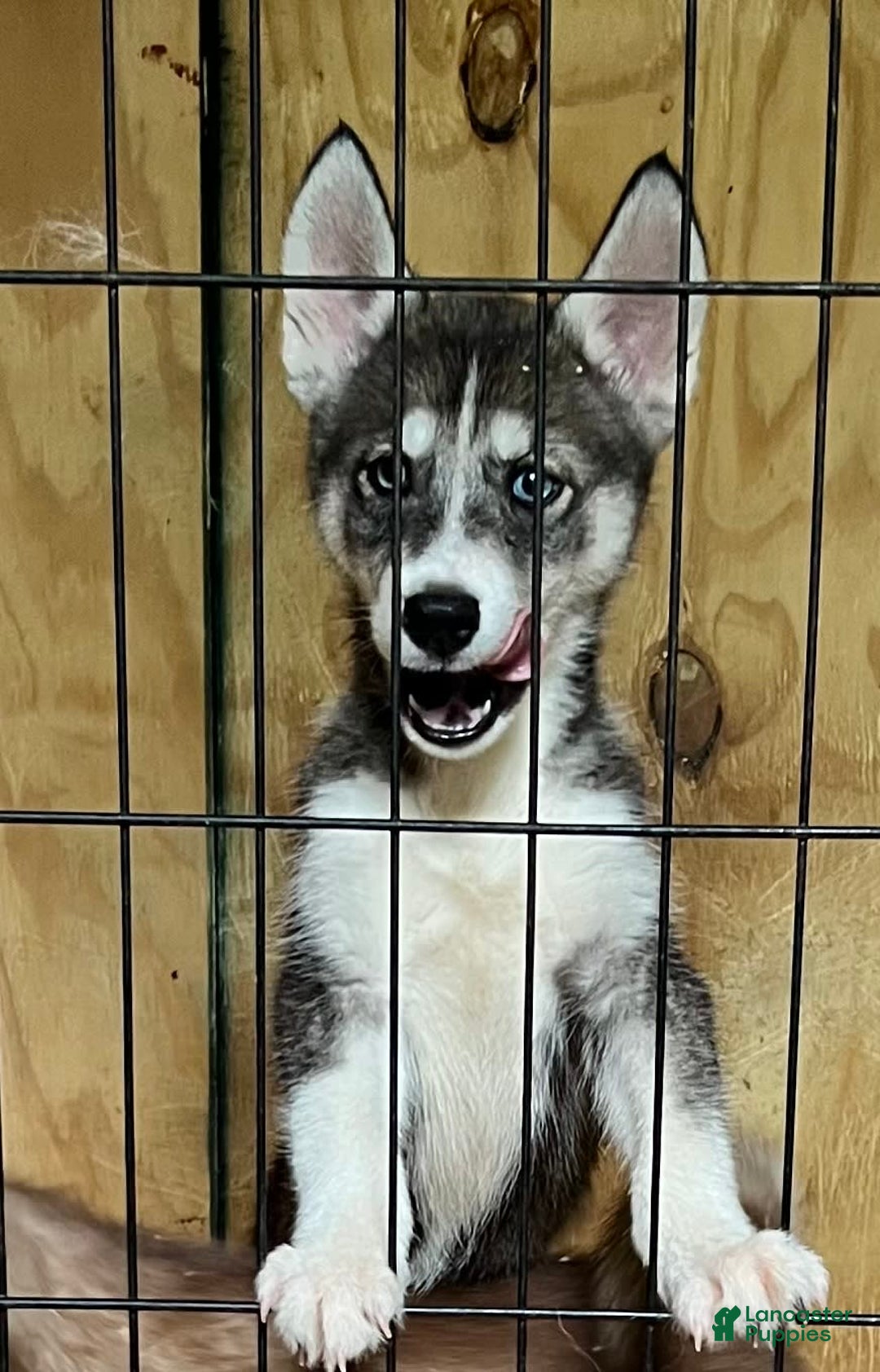 Siberian Husky dogs for sale: Shana - Image 2