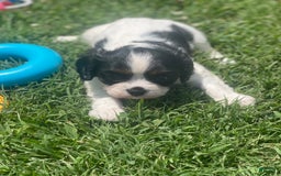 Cavalier King Charles Spaniel dogs for sale: Puppy 29 - Image 6