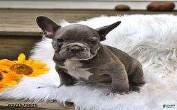 French Bulldog dogs for sale: Hunter - Image 8