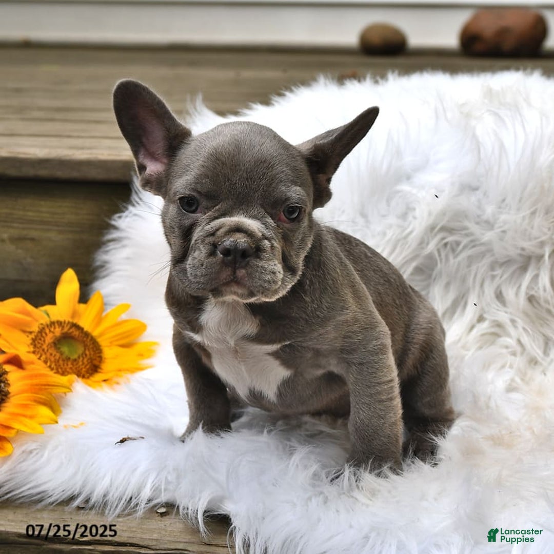 French Bulldog dogs for sale: Hunter - Image 8