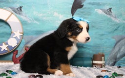 Bernese Mountain Dog dogs for sale: Pebbles - Image 38