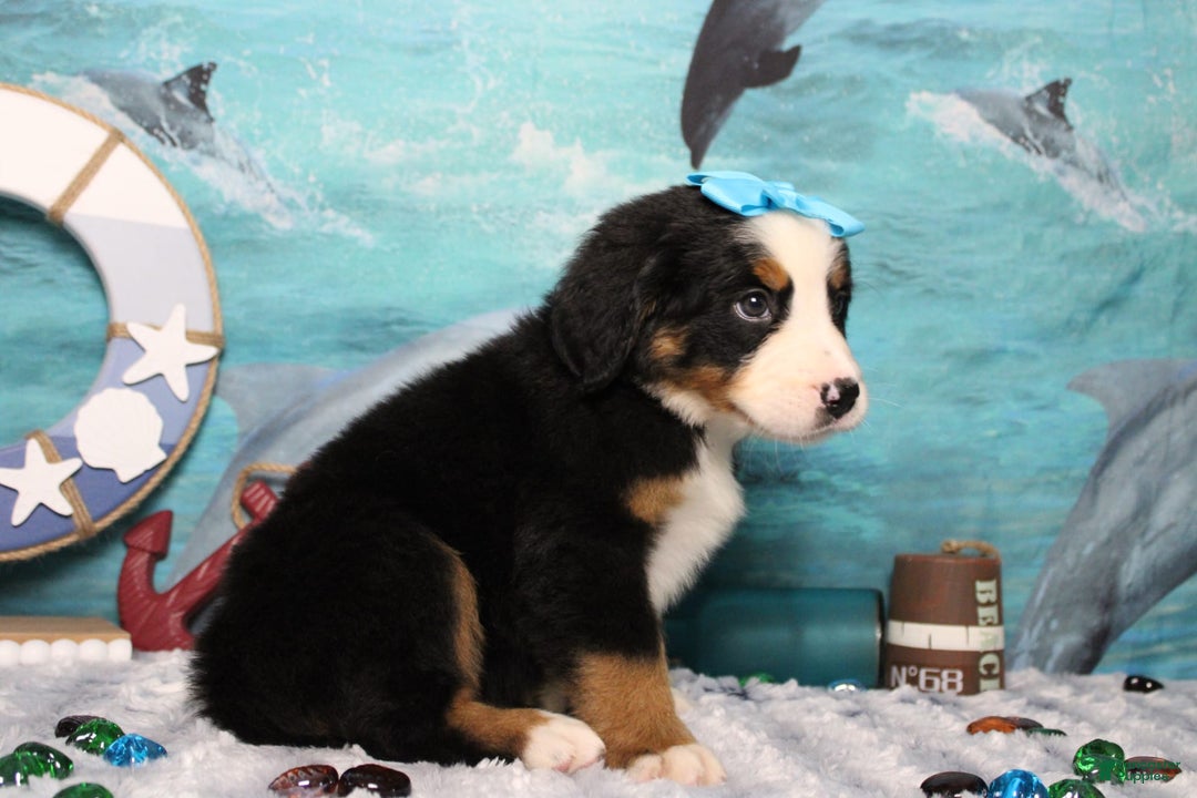 Bernese Mountain Dog dogs for sale: Pebbles - Image 38