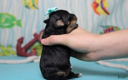 Mini Bernedoodle dogs for sale: Jan - Image 7