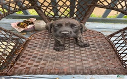 English Mastiff dogs for sale: Lilo - Image 1