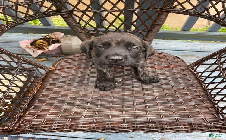English Mastiff dogs for sale - Ad 2