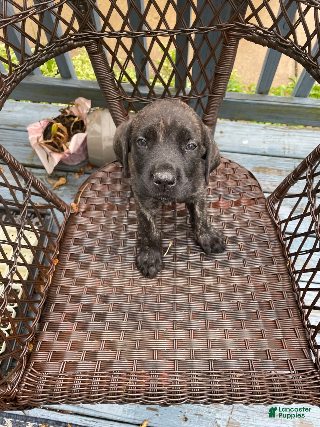 English Mastiff dogs for sale: Lilo - Image 1