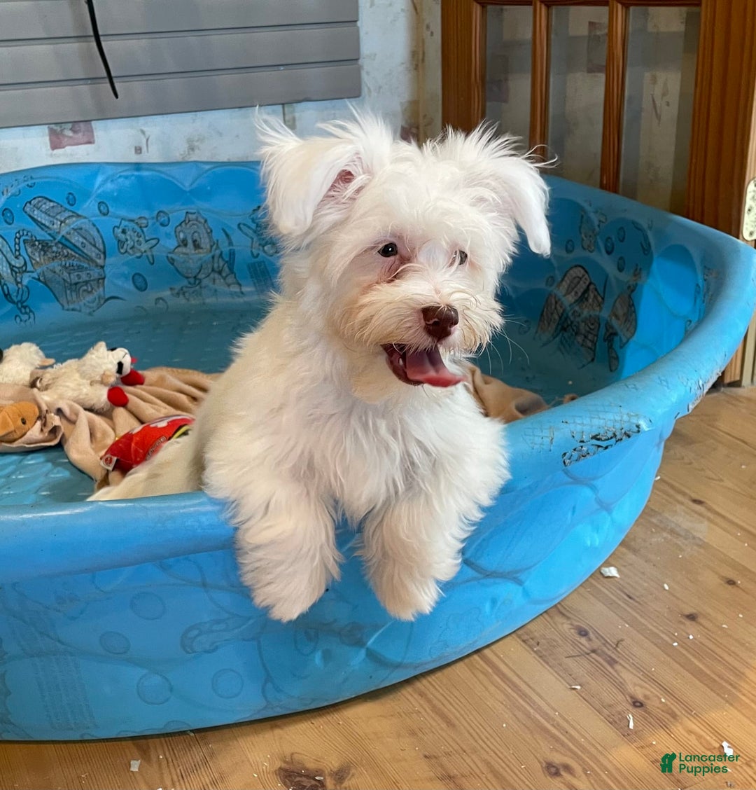 Havanese dogs for sale: Judy - Image 7