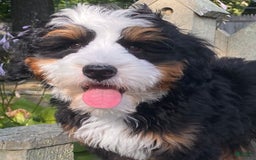 Mini Bernedoodle dogs for sale: ❤️ Boston Ma ❤️ Mini Bernedoodle - Image 17