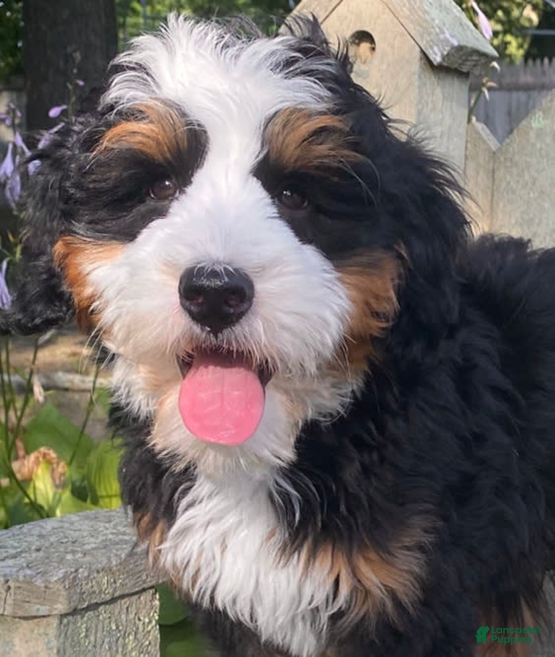 Mini Bernedoodle dogs for sale: ❤️ Boston Ma ❤️ Mini Bernedoodle - Image 17