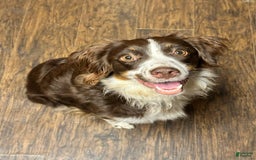 Miniature Australian Shepherd dogs for sale: Black Tri Male 3 - Image 6