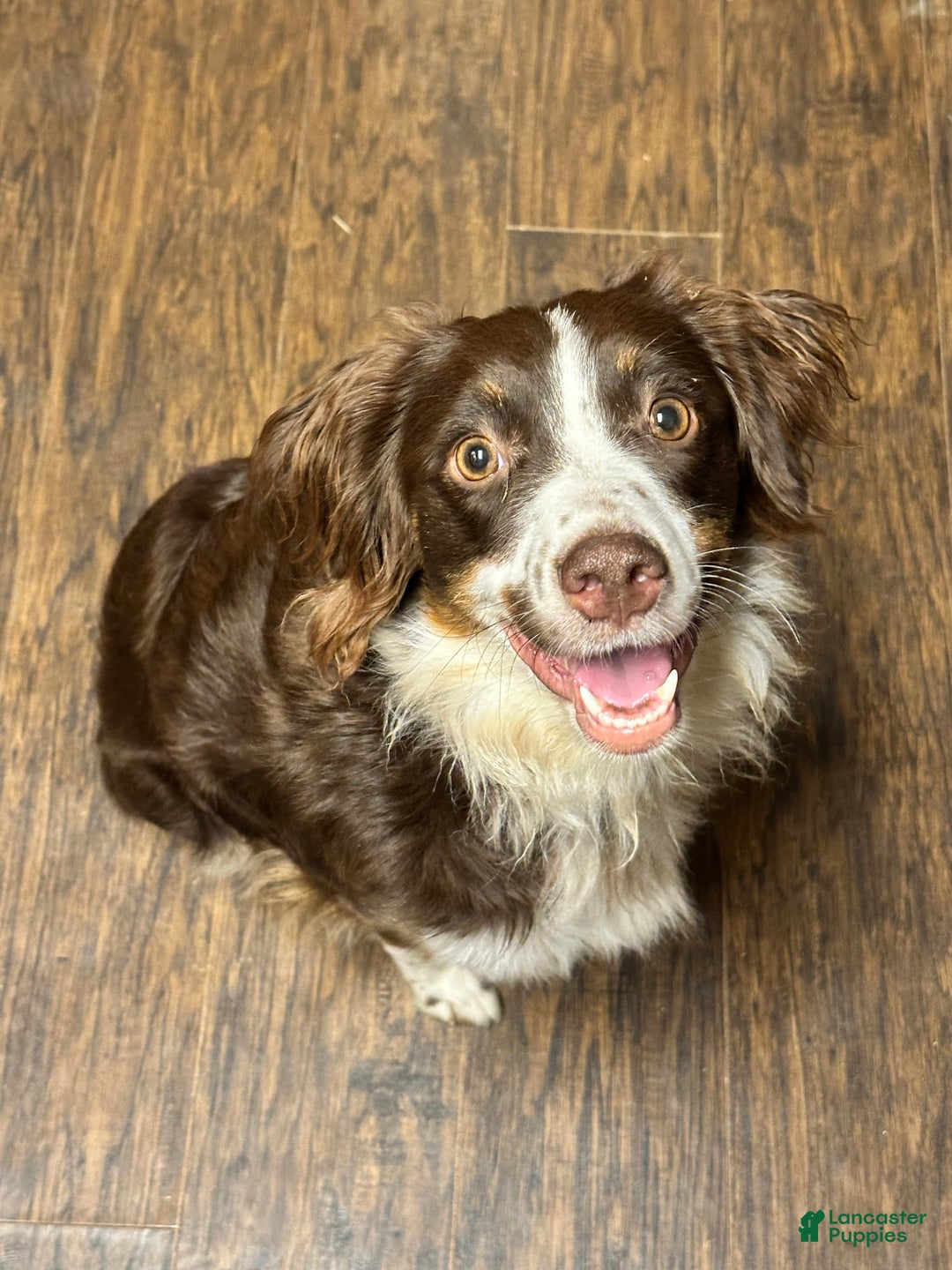 Miniature Australian Shepherd dogs for sale: Black Tri Male 3 - Image 6