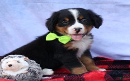Bernese Mountain Dog dogs for sale: Sonny - Image 4