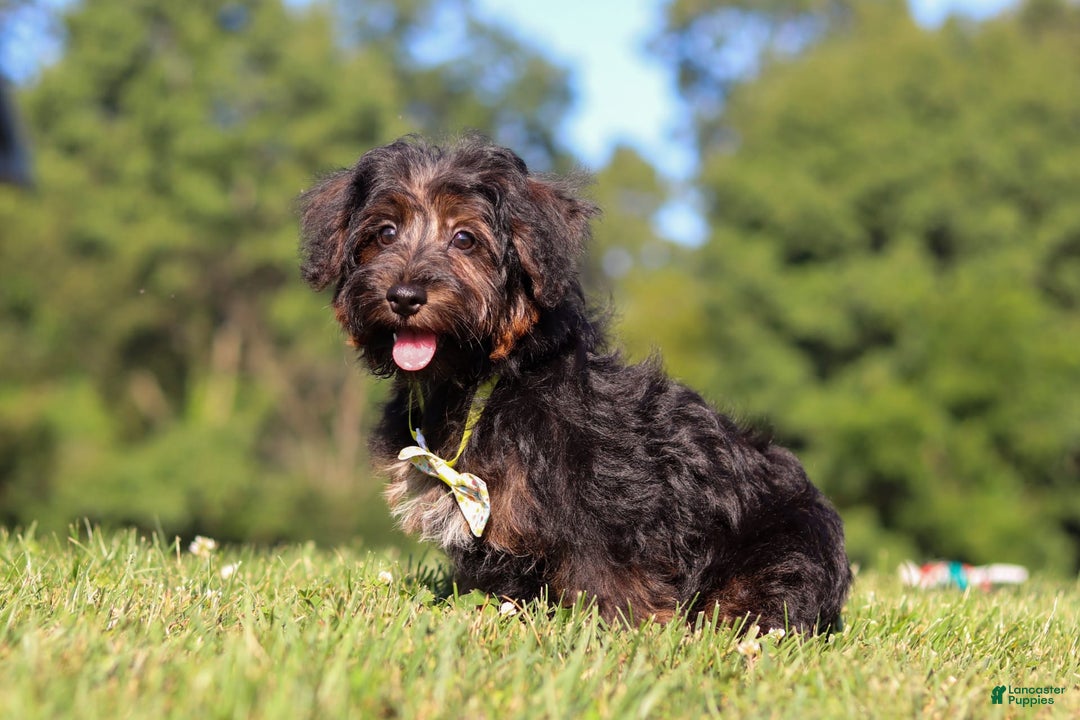 Yorkiepoo dogs for sale: Henry - Image 3