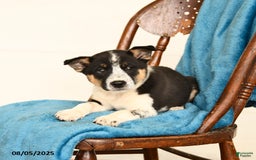 Australian Cattle Dog dogs for sale: Confetti - Image 2