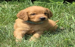 Goldendoodle dogs for sale: Raine - Image 12
