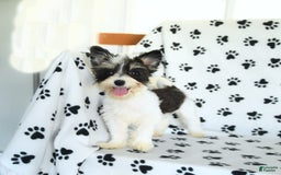 Morkie dogs for sale: Boots - Image 17