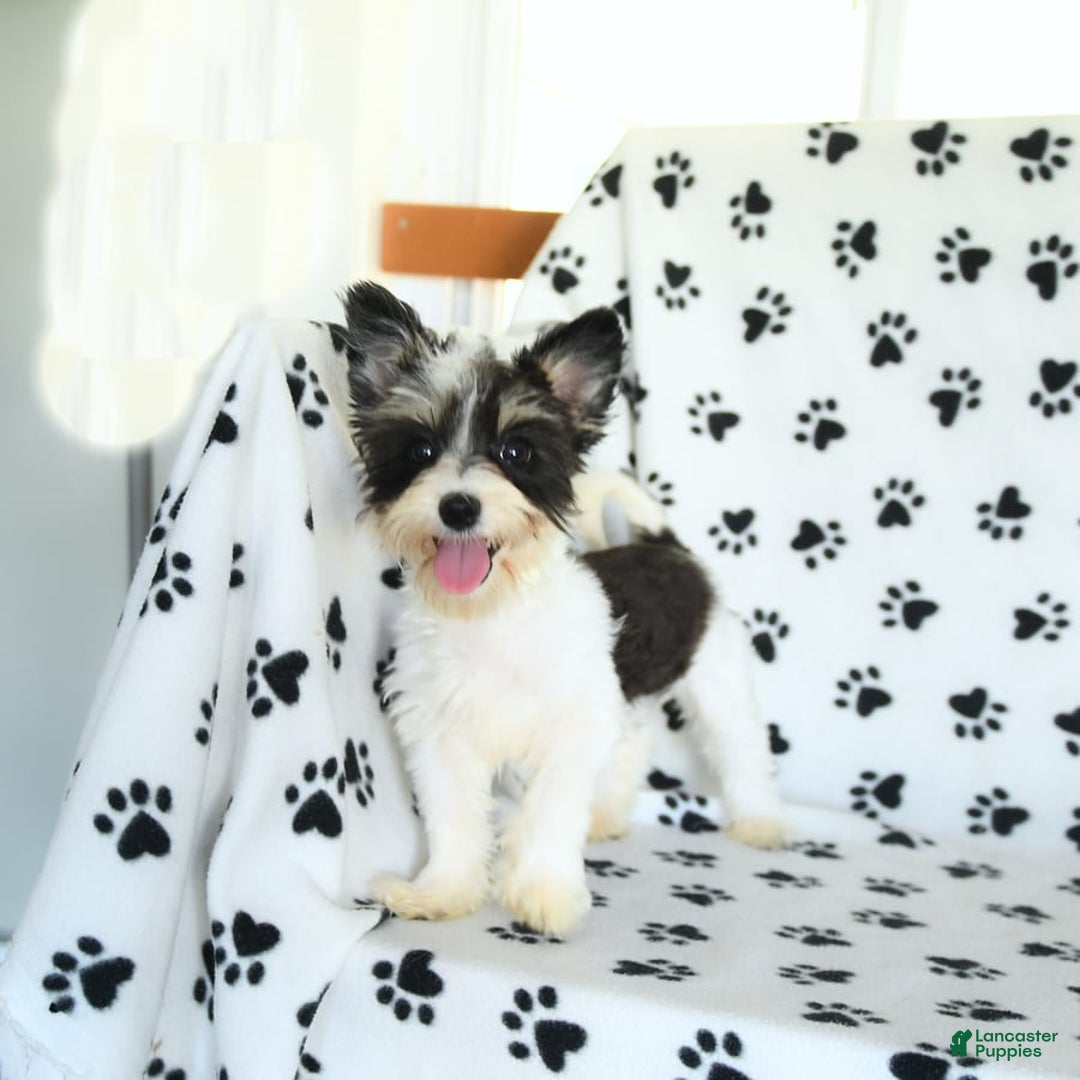 Morkie dogs for sale: Boots - Image 17