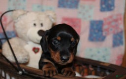 Dachshund dogs for sale: Raven Boy 1 - Image 9