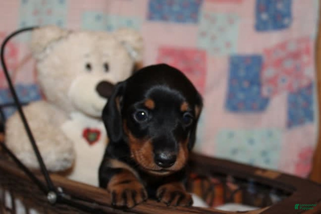 Dachshund dogs for sale: Raven Boy 1 - Image 9