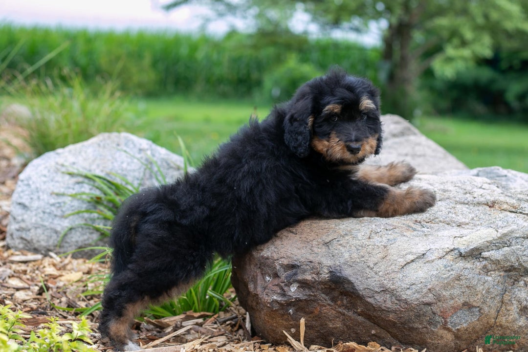 Bernedoodle dogs for sale: Cinnamon - Image 4
