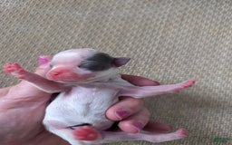Chihuahua dogs for sale: Zane - Image 2