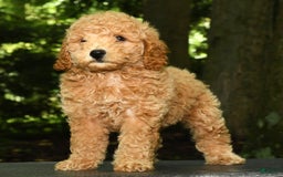 Mini Goldendoodle dogs for sale: Lulu - Image 5
