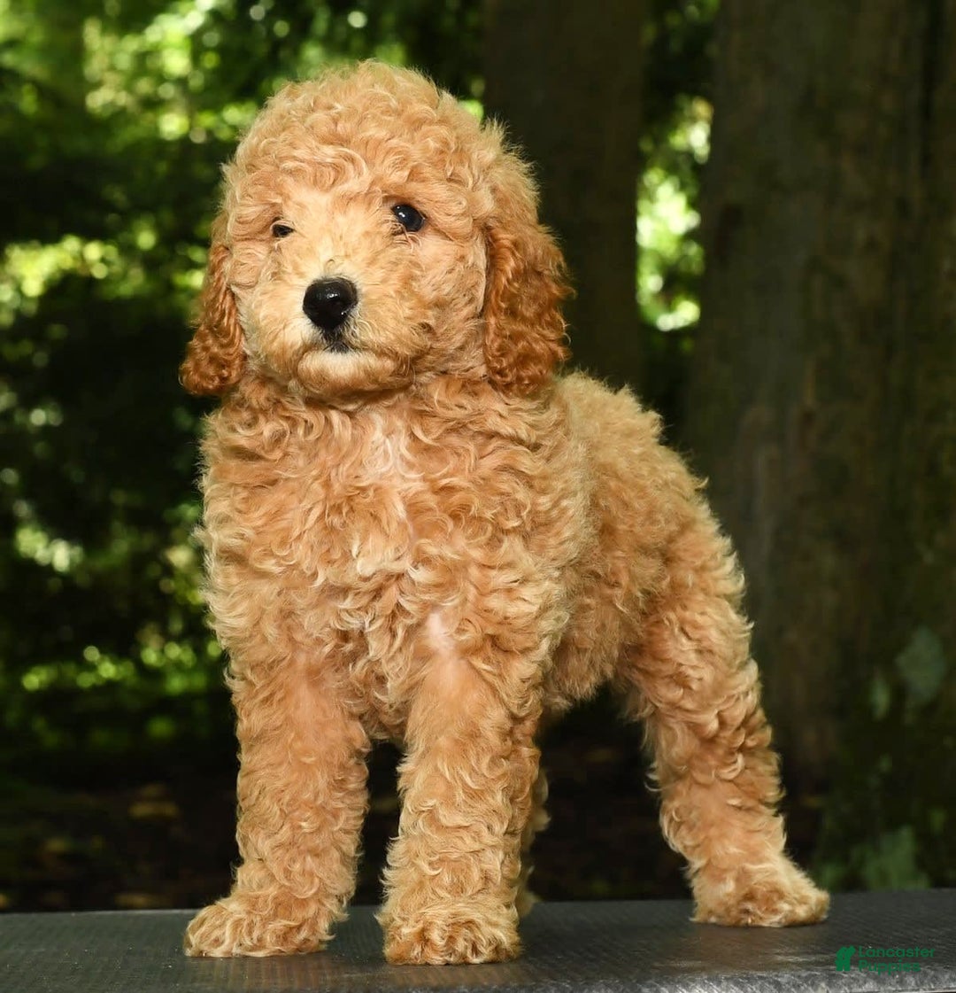 Mini Goldendoodle dogs for sale: Lulu - Image 5