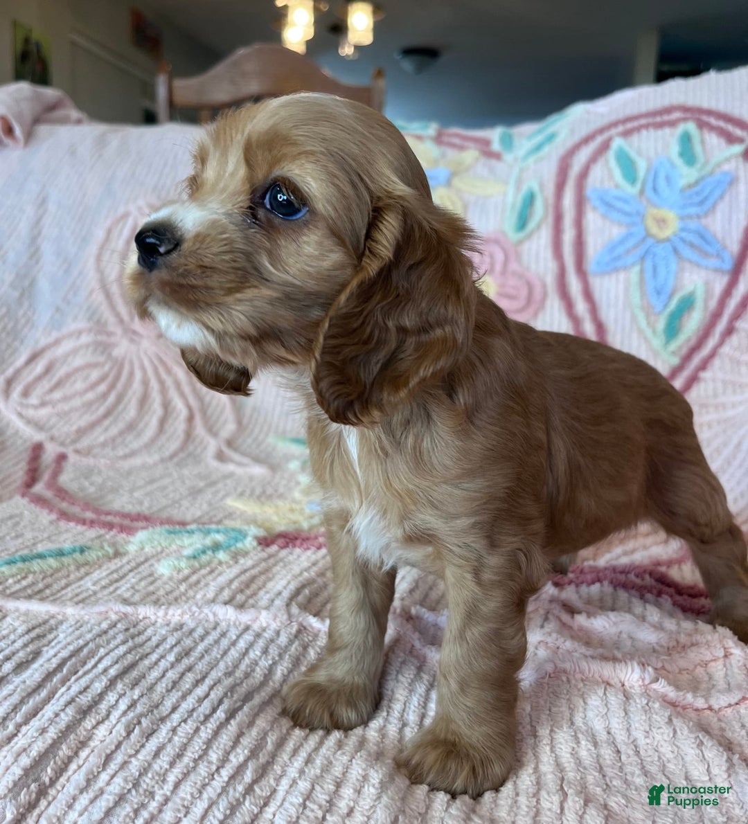 Cocker Spaniel dogs for sale: Sadie - Image 3