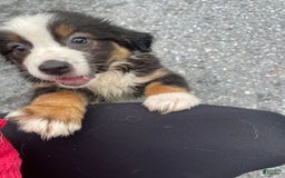 Australian Shepherd dogs for sale: Roxy - Image 1