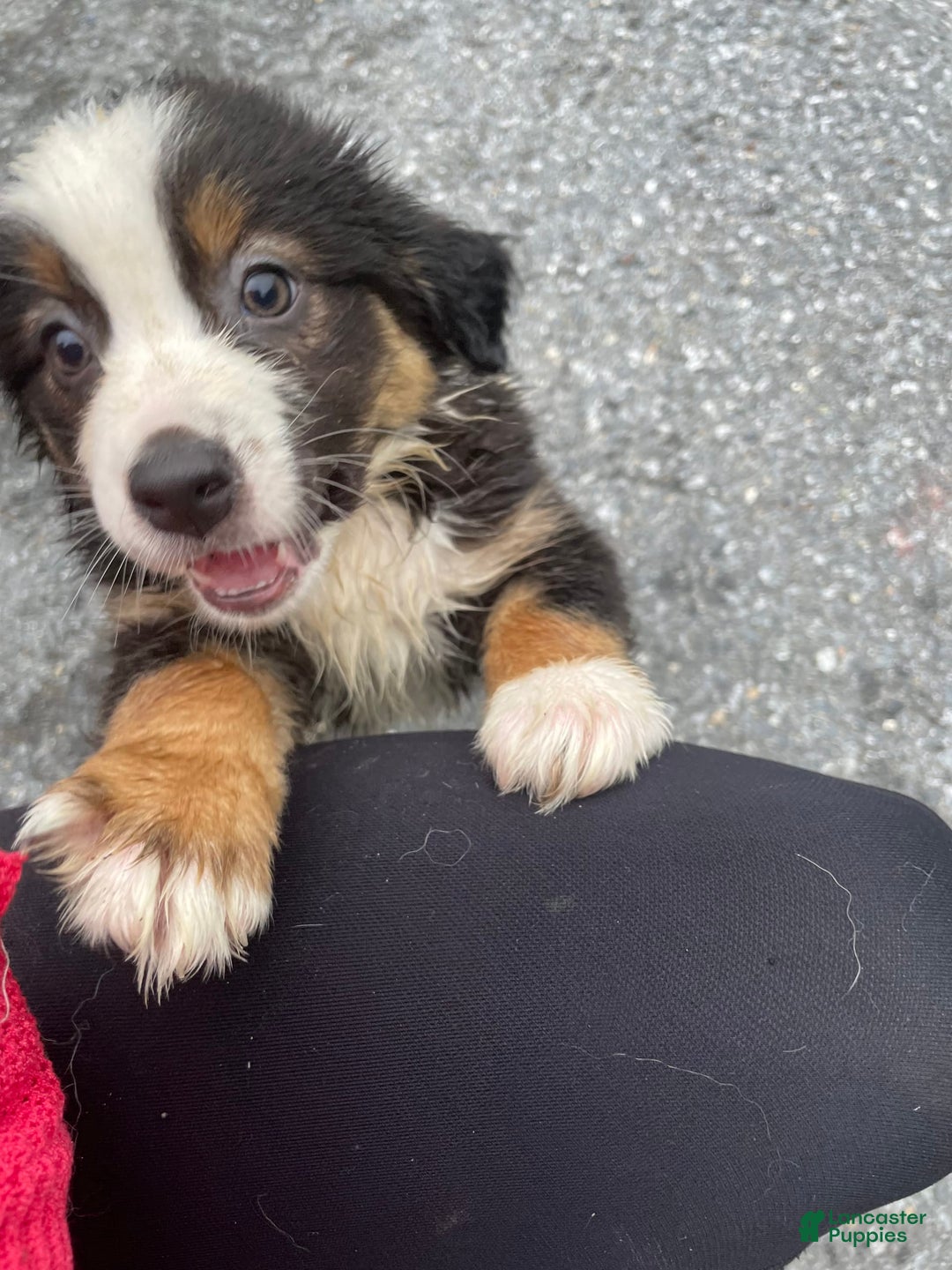 Australian Shepherd dogs for sale: Roxy - Image 1