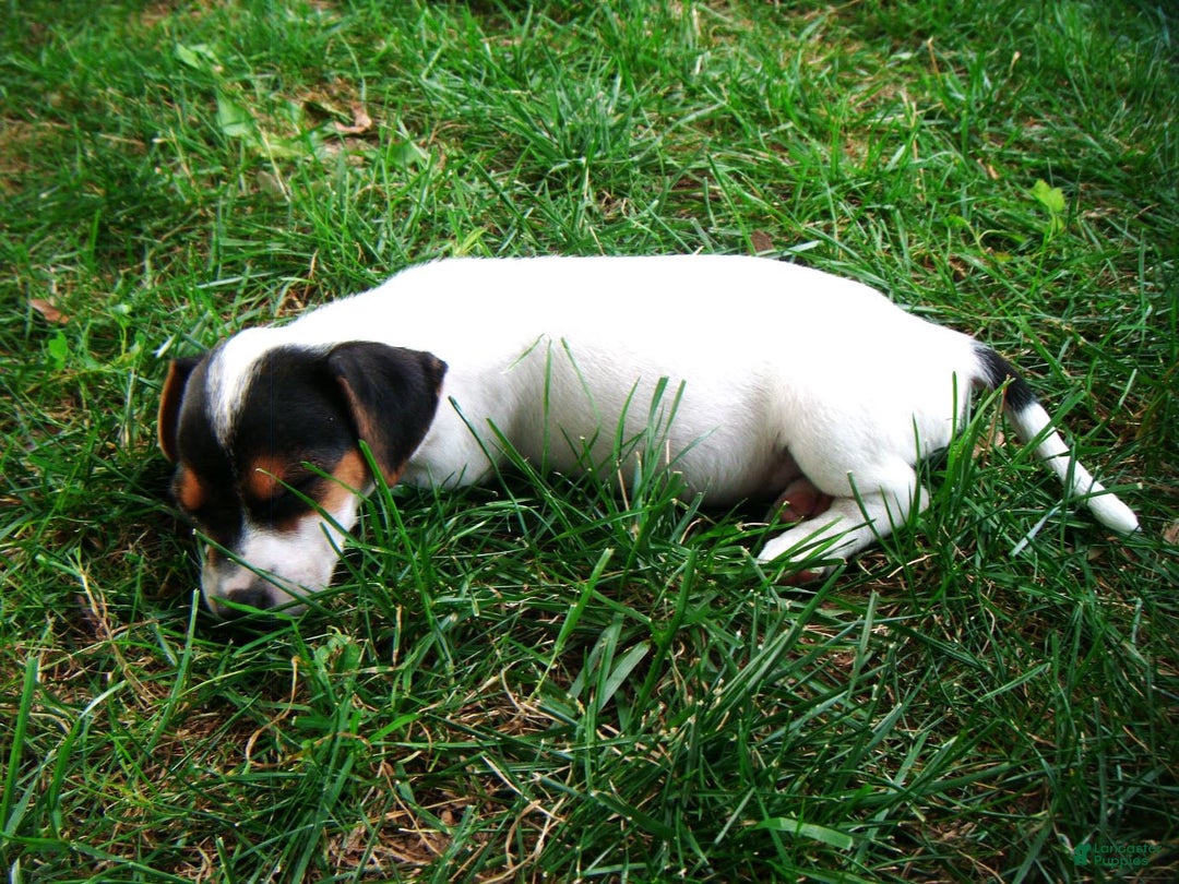 Jack Russell Terrier dogs for sale: Sprinkles - Image 5