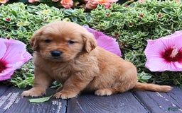 Golden Retriever dogs for sale: Wilbur - Image 2
