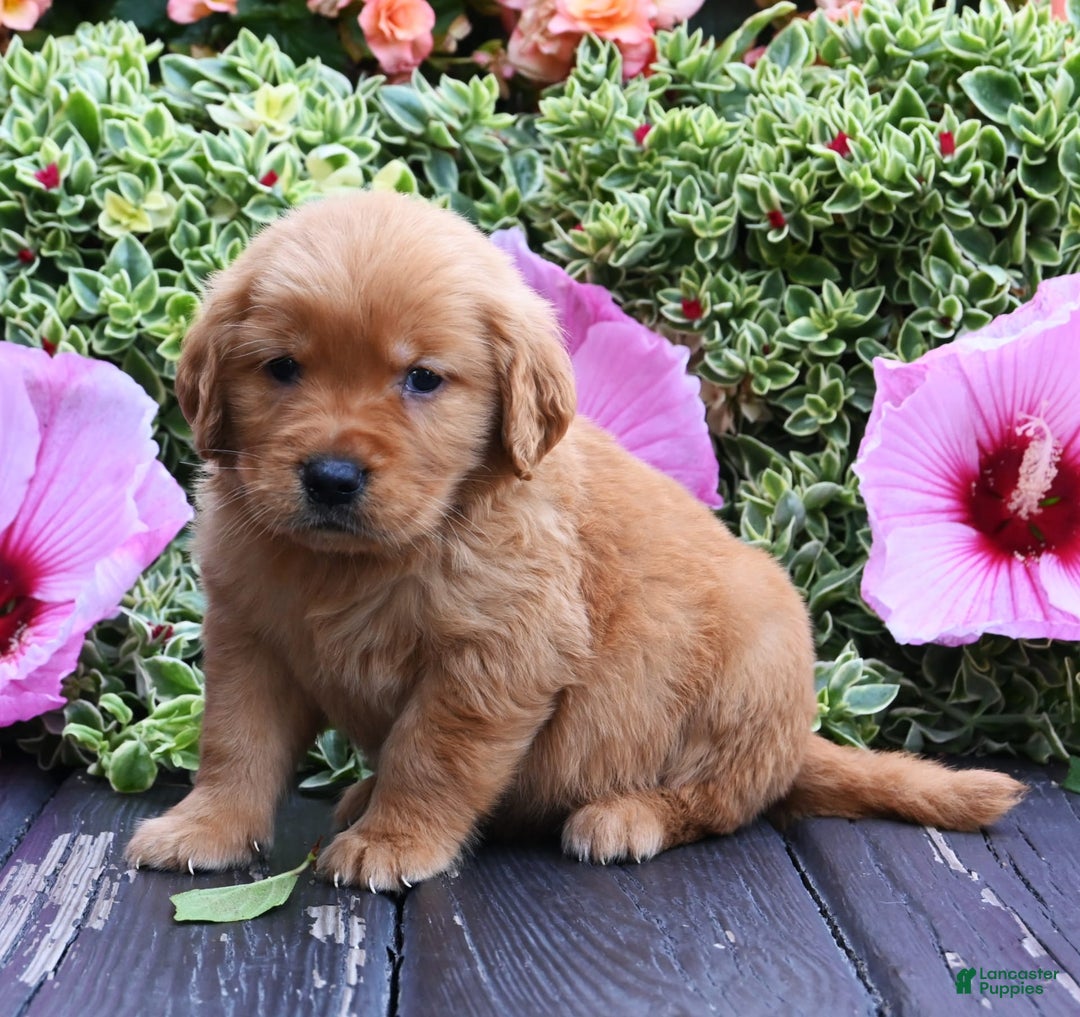 Golden Retriever dogs for sale: Wilbur - Image 2