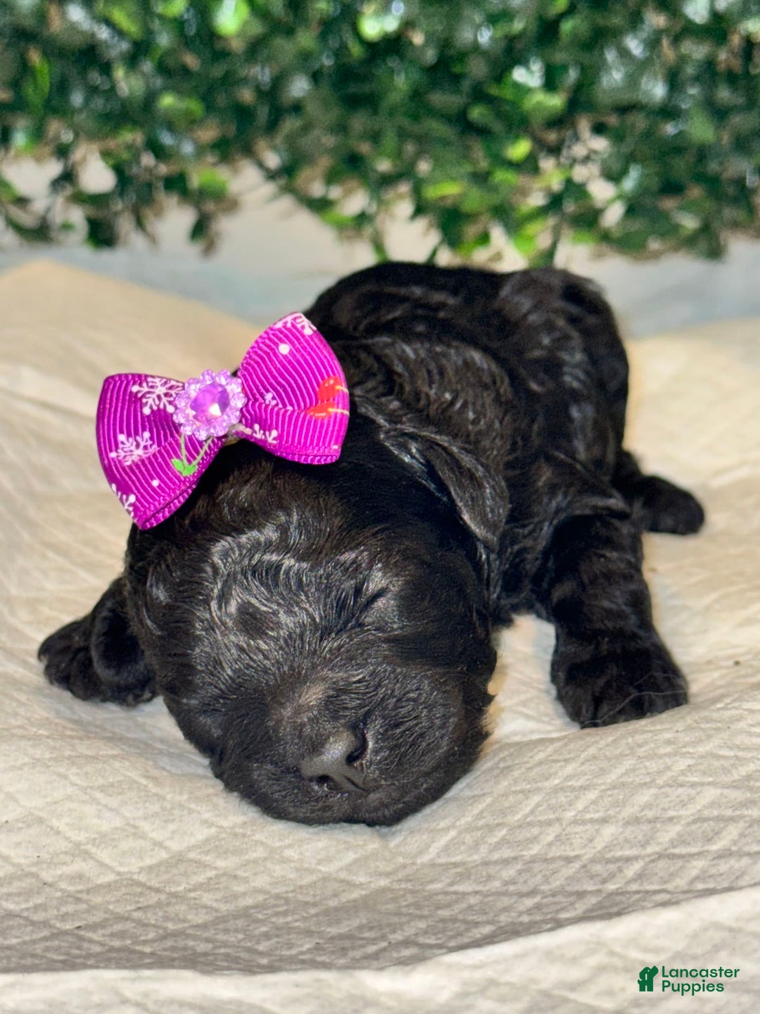 Miniature Poodle dogs for sale: Skye - Image 3
