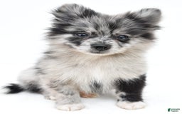 Pomeranian dogs for sale: Dolly - Image 2